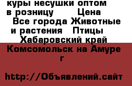 куры несушки.оптом 160 в розницу 200 › Цена ­ 200 - Все города Животные и растения » Птицы   . Хабаровский край,Комсомольск-на-Амуре г.